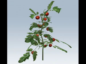 tomato 3D Model