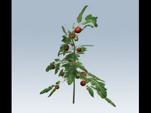 tomato 3D Модель