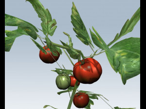 tomato 3D Модель