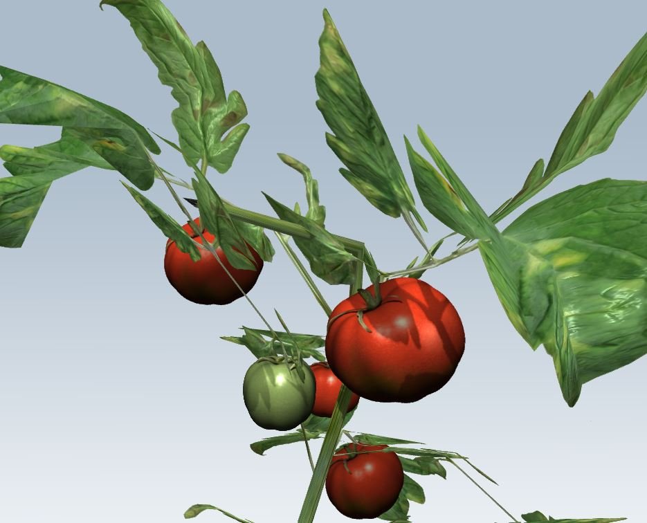 Томат растение биология. Томат растение. 3 Д модель томата. Мод на помидоры. Томат макет.