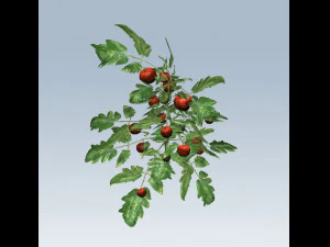 tomato 3D Model
