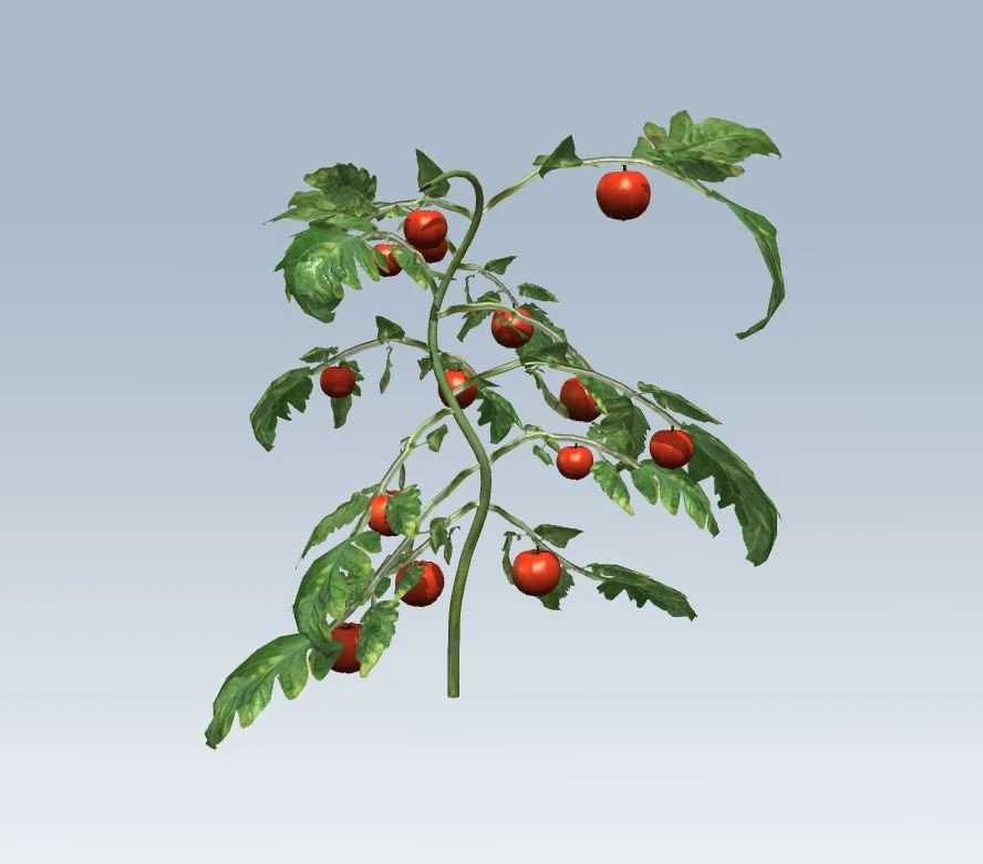 tomato 3D Model .c4d .max .obj .3ds .fbx .stl .blend 