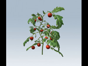 tomato 3D Модель