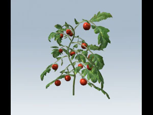 tomato 3D Model