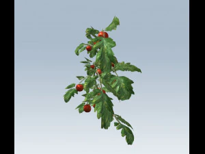 tomato 3D Model