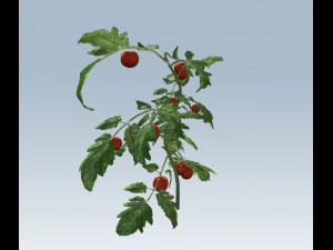 tomato 3D Model