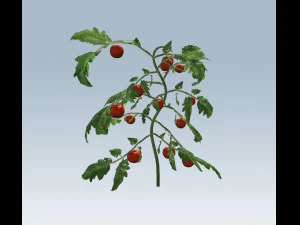 tomato 3D Model