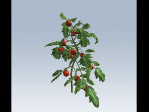 tomato 3D Модель