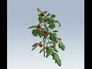 tomato 3D Model