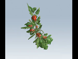 tomato 3D Model