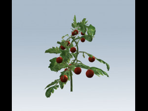 tomato 3D Модель