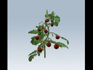 tomato 3D Model