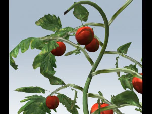 tomato 3D Model