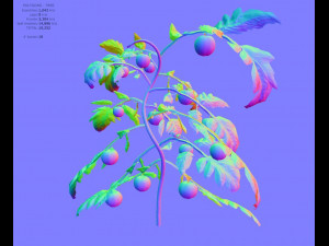 tomato 3D Модель