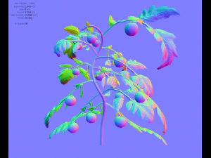 tomato 3D Model