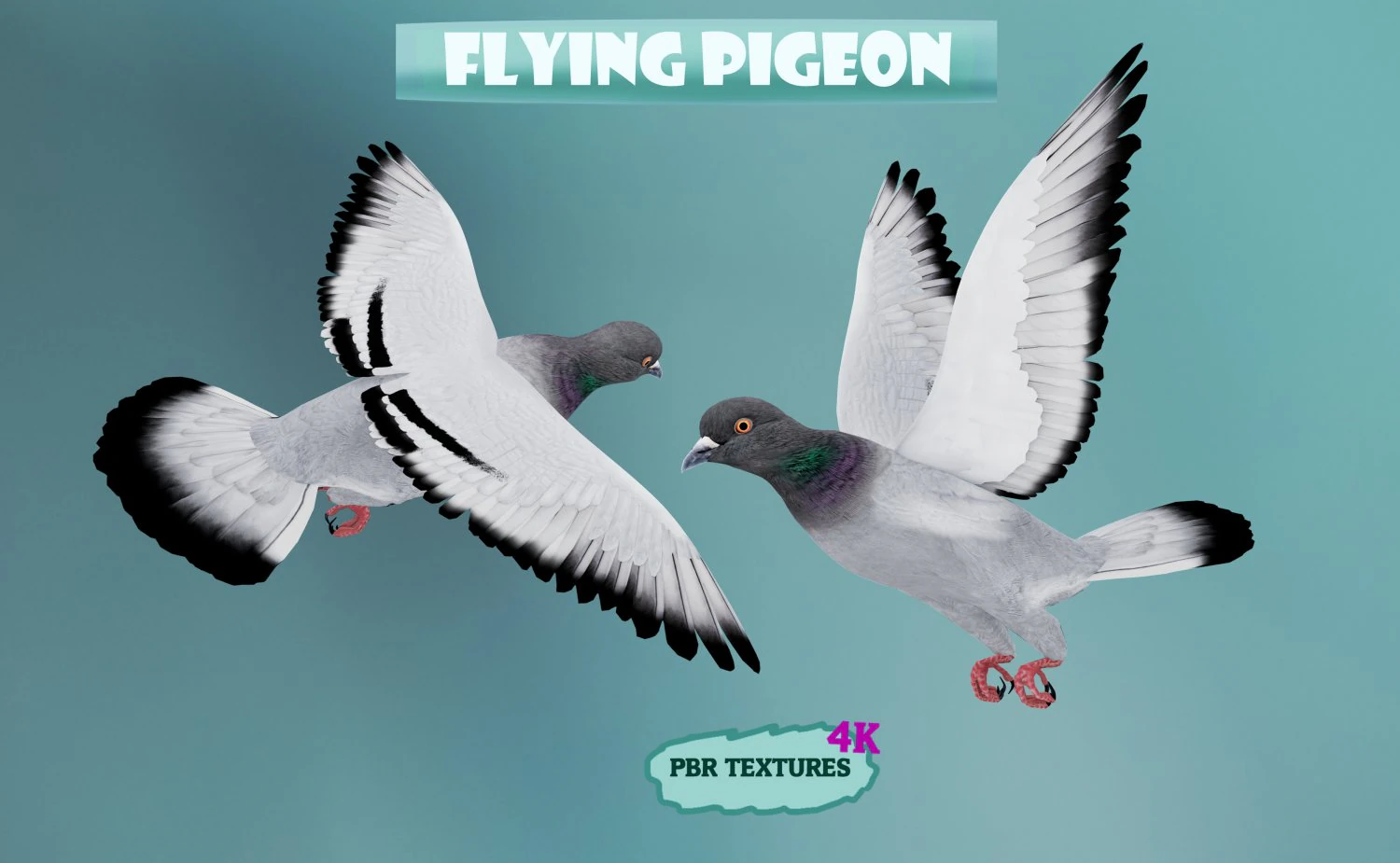 Realistic flying Pigeon - LOOP FLIGHT animations Low-poly 3D Model .c4d .max .obj .3ds .fbx .stl .blend