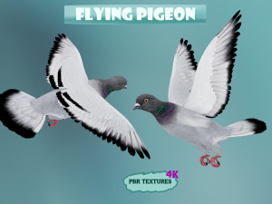 Realistic flying Pigeon - LOOP FLIGHT animations Low-poly 3D-Modell