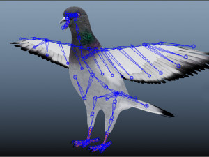 Realistic flying Pigeon - LOOP FLIGHT animations Low-poly Modelo 3D