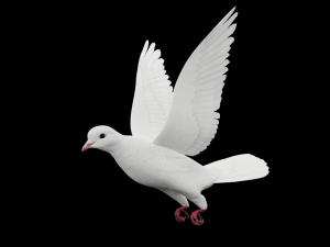 Realistic flying White Dove- LOOP FLIGHT animations Low-poly 3D Model