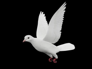 Animazioni di volo realistico White Dove-LOOP FLIGHT Low-poly Modello 3D