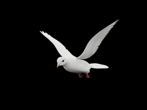 Realistic flying White Dove- LOOP FLIGHT animations Low-poly 3D Model