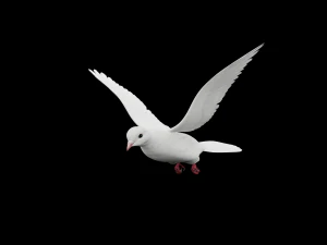 Animazioni di volo realistico White Dove-LOOP FLIGHT Low-poly Modello 3D
