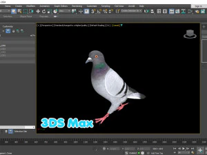 Realistic Animated Rock Pigeon 3D Model