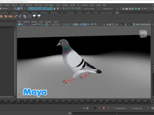 Realistic Animated Rock Pigeon 3D Model
