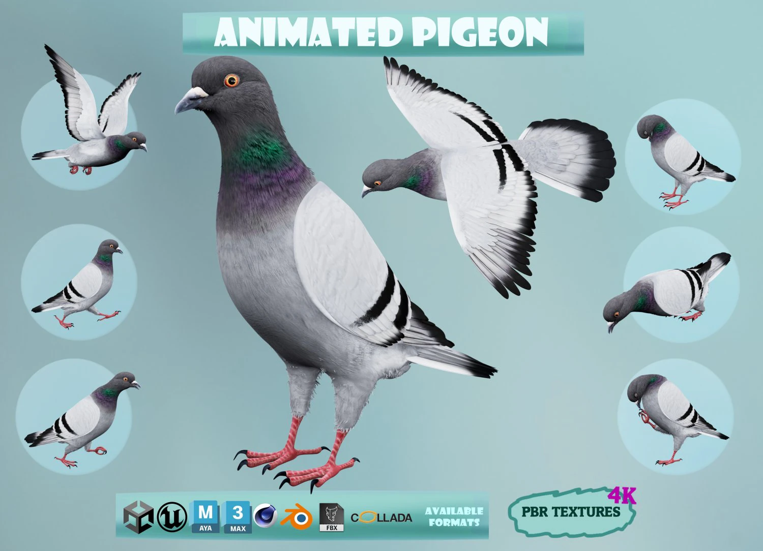 Realistic Animated Rock Pigeon 3D Model .c4d .max .obj .3ds .fbx .stl .blend 