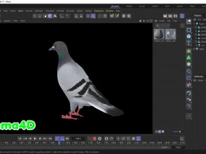 Realistic Animated Rock Pigeon 3D Model