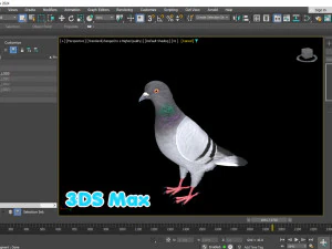 Realistic Animated Rock Pigeon 3D Model