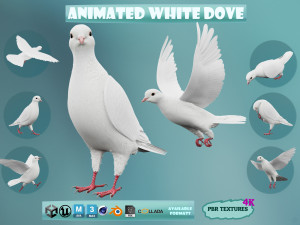 Realistic Animated White Dove Low-poly 3D-Modell