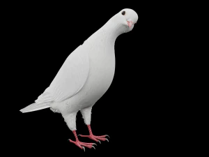 Realistic Animated White Dove Low-poly 3D Model