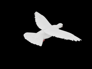 Realistic Animated White Dove Low-poly Modelo 3D