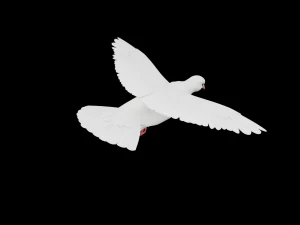 Realistic Animated White Dove Low-poly 3D Model