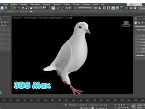 Realistic Animated White Dove Low-poly 3D Model