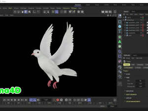 Realistic Animated White Dove Low-poly 3D Model