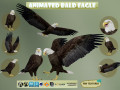 Realistic Animated Bald Eagle 3D 모델