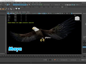Aquila calva animata realistica Modello 3D