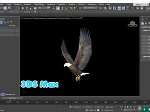 Aquila calva animata realistica Modello 3D