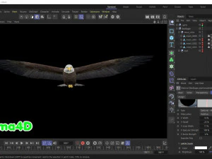 Aquila calva animata realistica Modello 3D