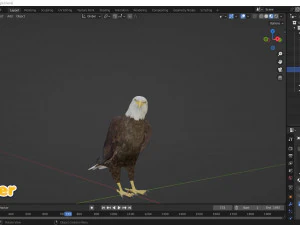 Aquila calva animata realistica Modello 3D
