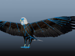 Realistic Animated Bald Eagle Modello 3D