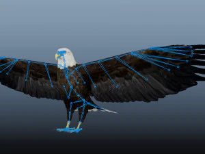 Aquila calva animata realistica Modello 3D