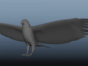 Aquila calva animata realistica Modello 3D