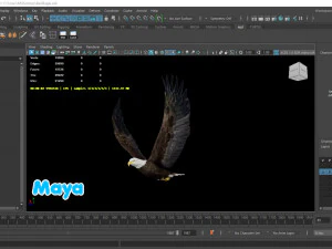 Aquila calva animata realistica Modello 3D