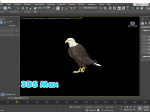 Aquila calva animata realistica Modello 3D