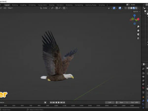 Aquila calva animata realistica Modello 3D