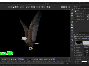 Realistic Animated Bald Eagle Modello 3D