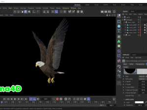 Aquila calva animata realistica Modello 3D